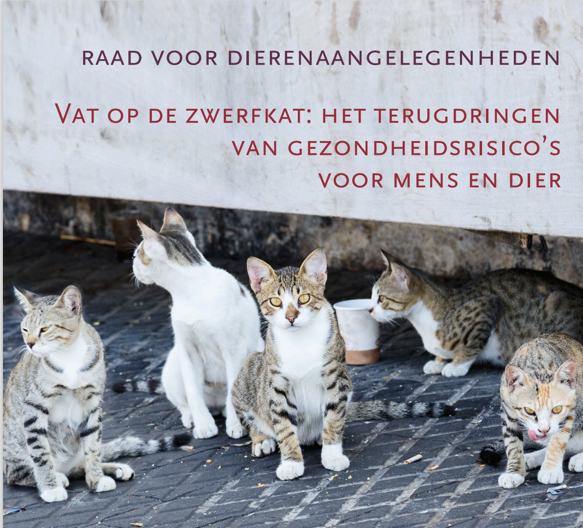 adviesrapport RDA zwerfkatten