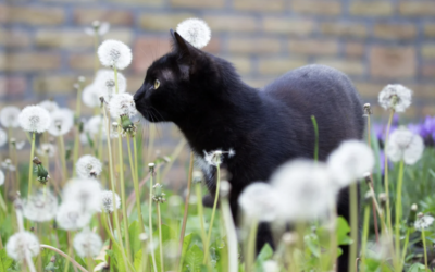 Een veilige tuin